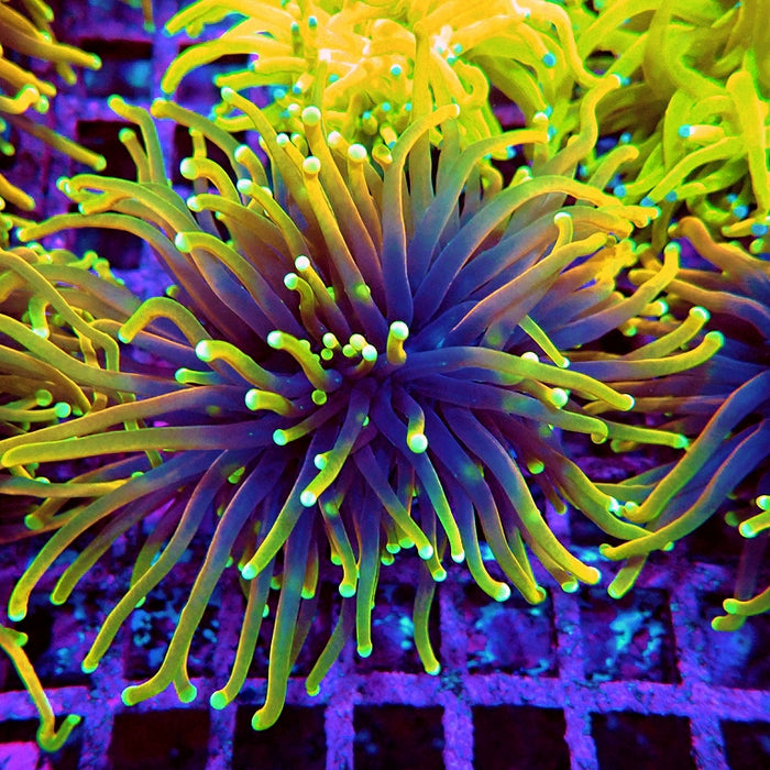 Euphyllia Dragon Soul