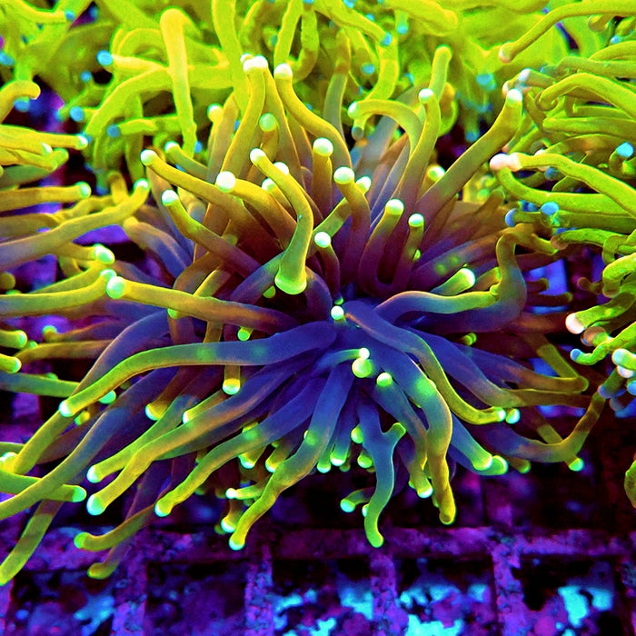 Euphyllia Dragon Soul