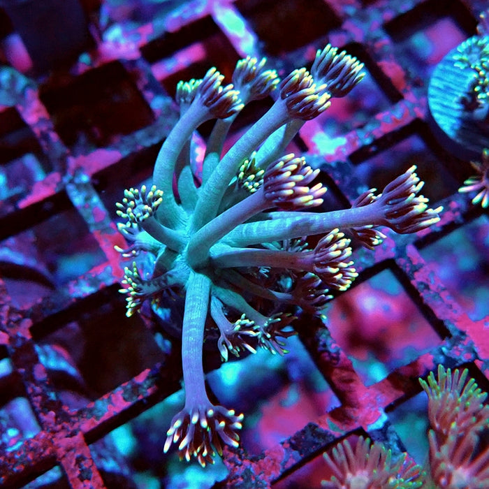 Goniopora Pink Rainbow Tentacles