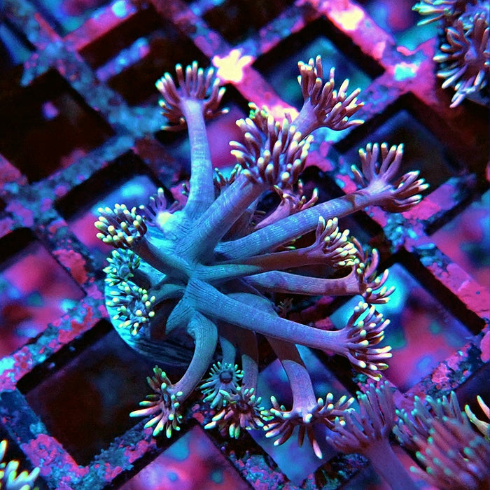 Goniopora Pink Rainbow Tentacles