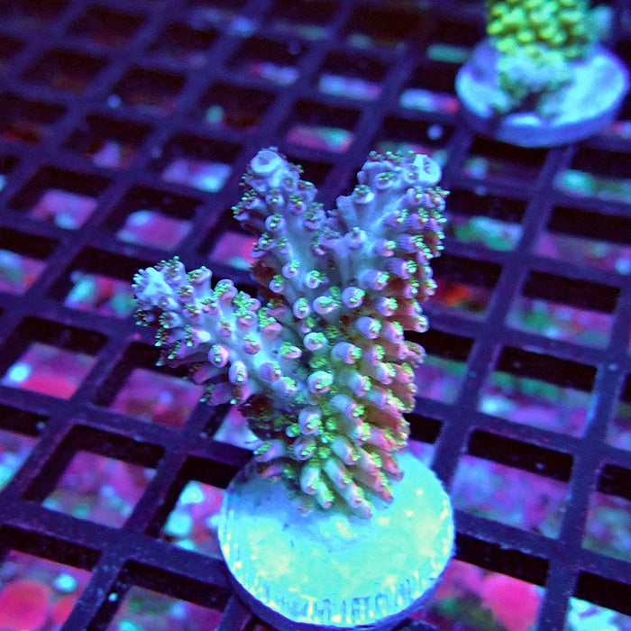 Red Abrotanoides Acro