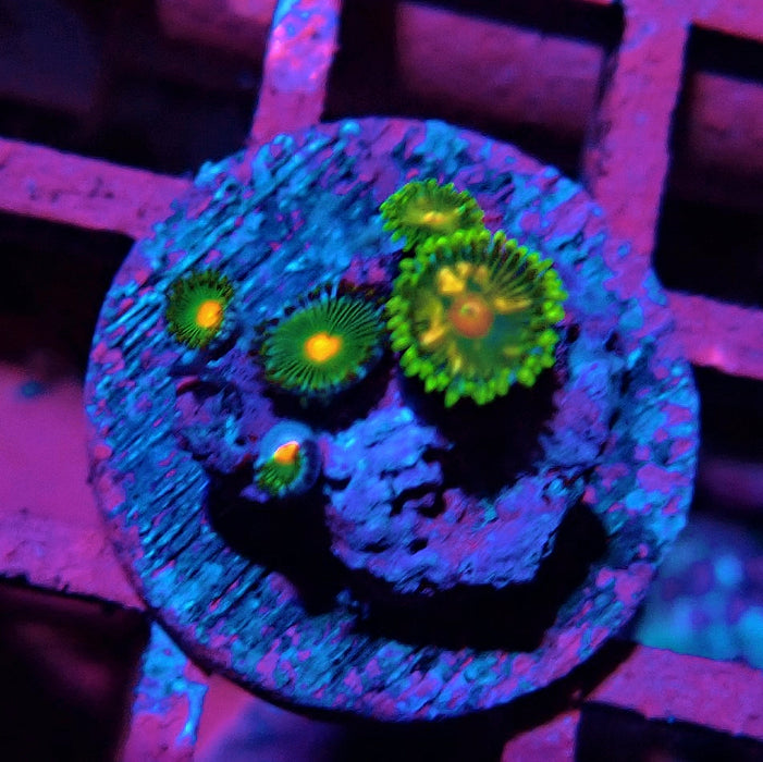 Ultra Zoas Frag