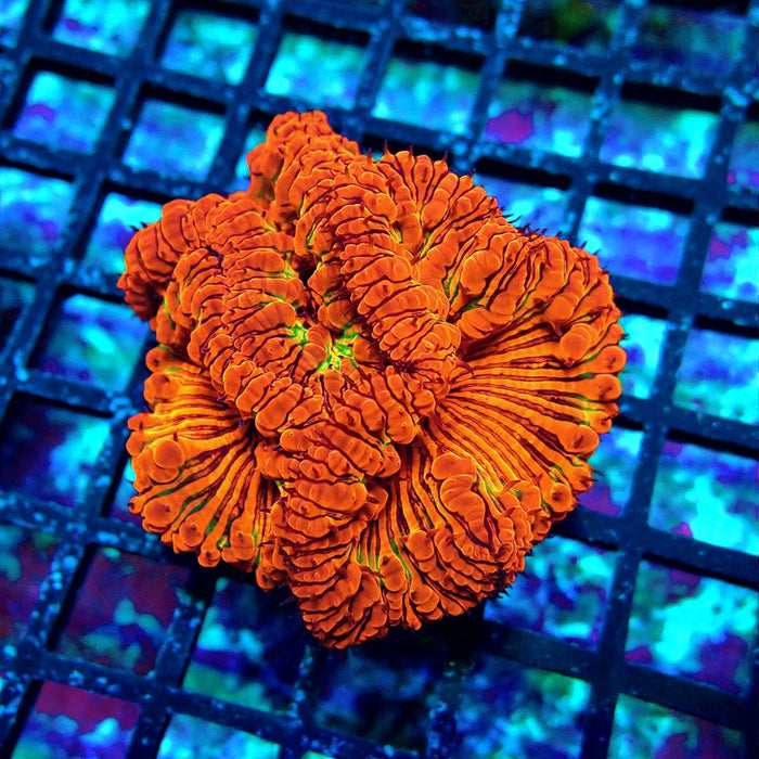 Blastomussa Premium Colony