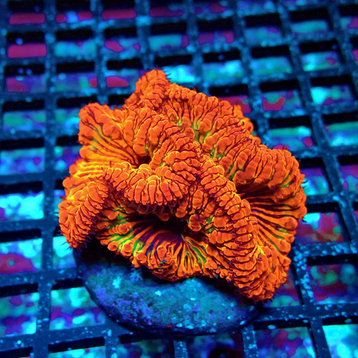 Blastomussa Premium Colony