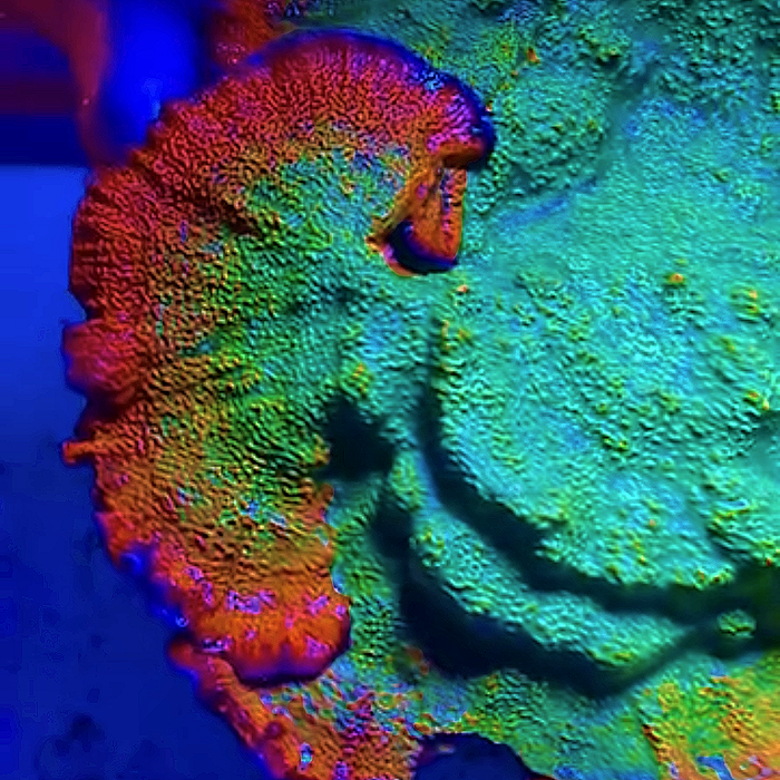 REx Rainbow Montipora