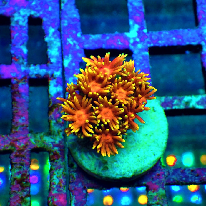 Goniopora Crazy Bright Ultra
