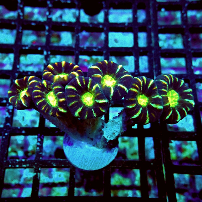 Caulastrea Coral Premium