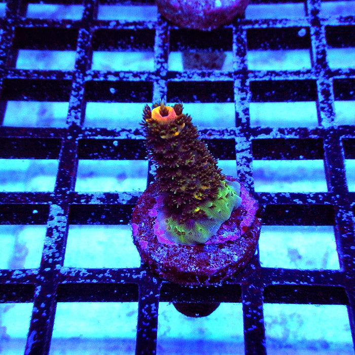 REx Vibrant Fuzzy Sheen