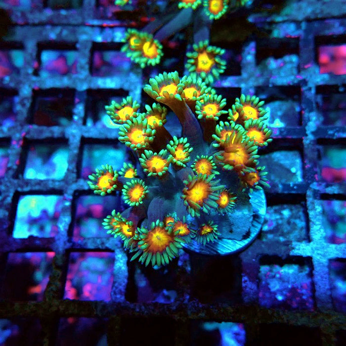Goniopora Yellow Center Orange Ring XL Polyps