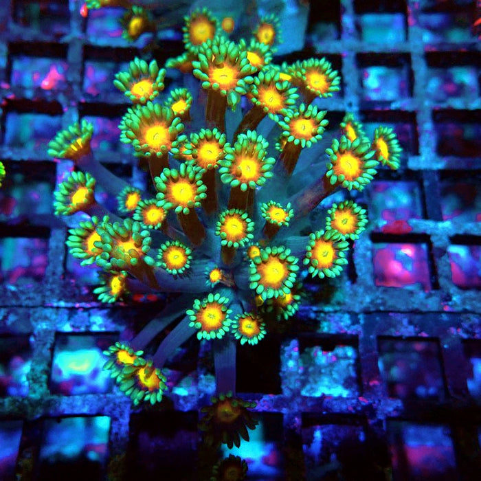 Goniopora Yellow Center Orange Ring XL Polyps