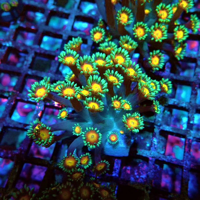 Goniopora Yellow Center Orange Ring XL Polyps