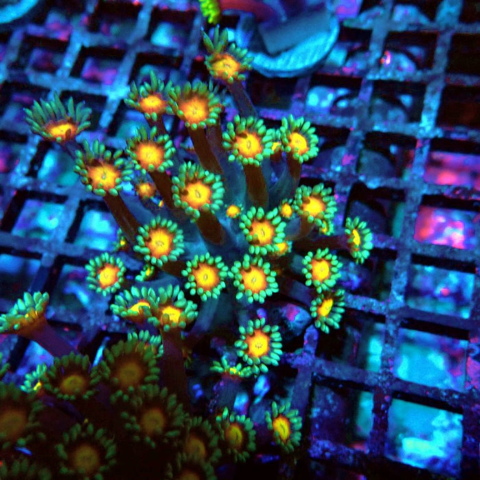 Goniopora Yellow Center Orange Ring XL Polyps