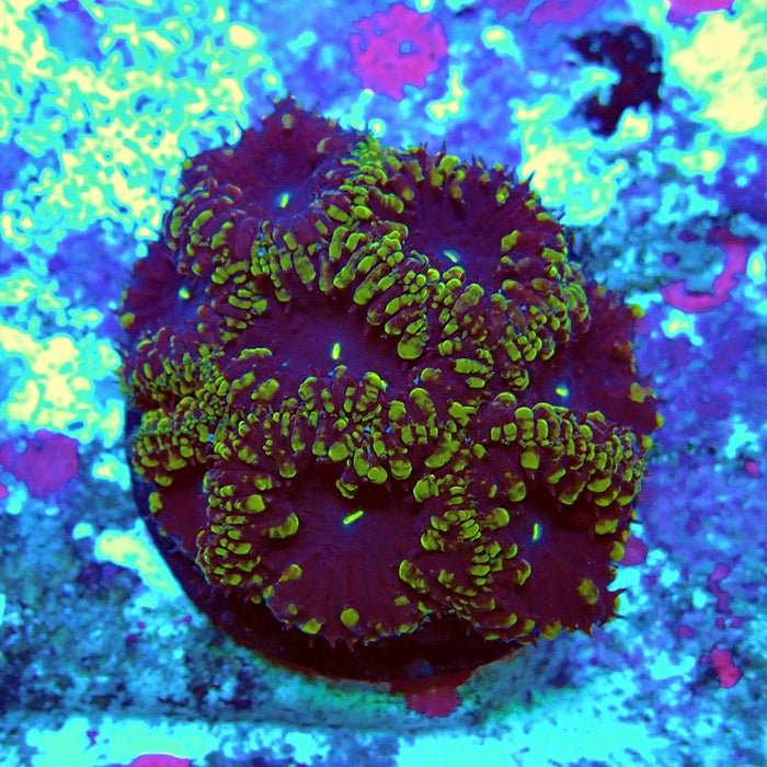 Blastomussa Premium Colony