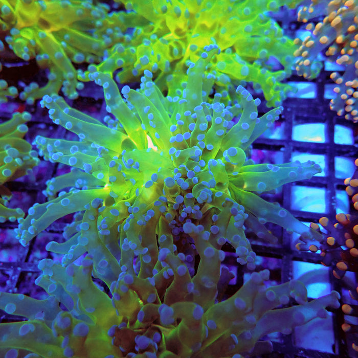 Euphyllia Bright Green Frogspawn