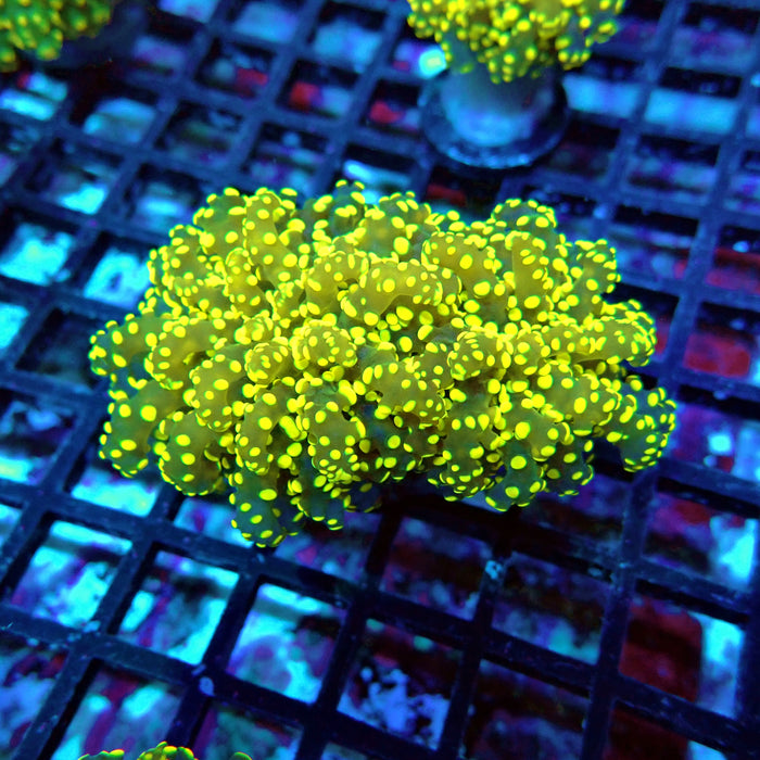 Euphyllia Yellow Green Frogspawn Premium