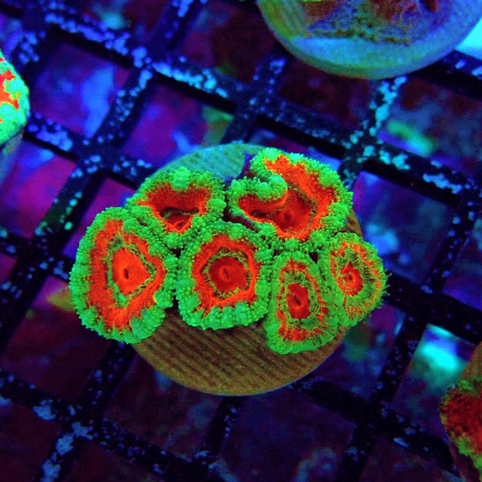 Acan Lord Ultra Frag