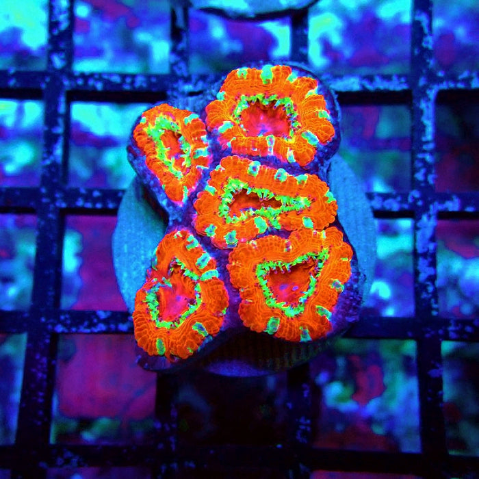 Acan Lord Ultra Frag
