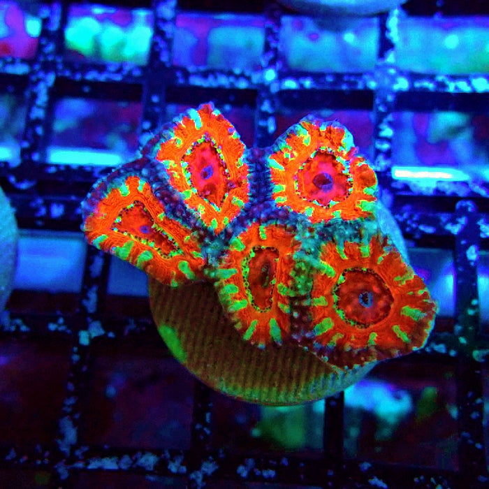 Acan Lord Ultra Frag