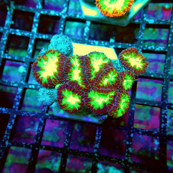 Blastomussa Wellsi Ultra Mini Colony