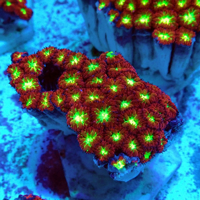 Blastomussa Merletti Ultra Mini Colony