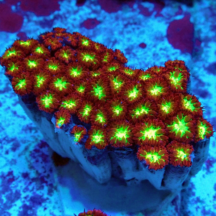 Blastomussa Merletti Ultra Mini Colony