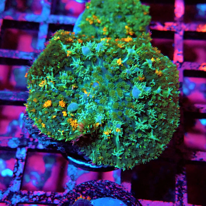 Fuzzy Bubble Rodactis
