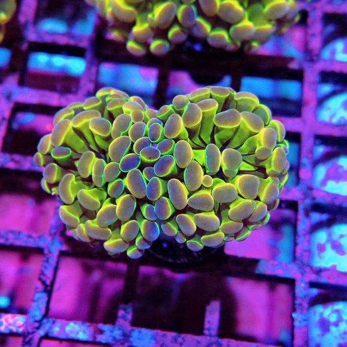 Premium Hologram Branch Hammer Euphyllia