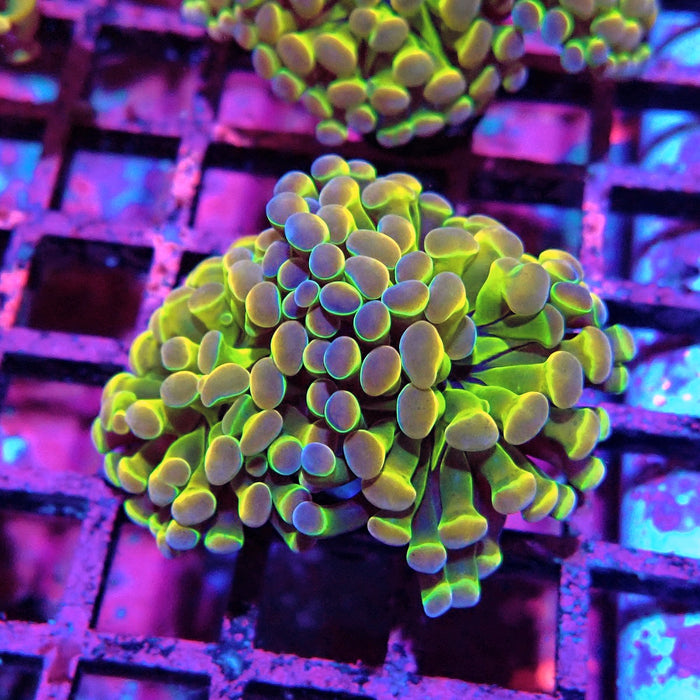 Premium Hologram Branch Hammer Euphyllia