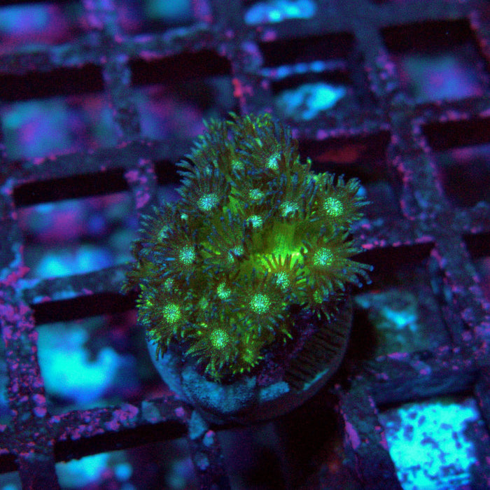 Goniopora Glitter Frag