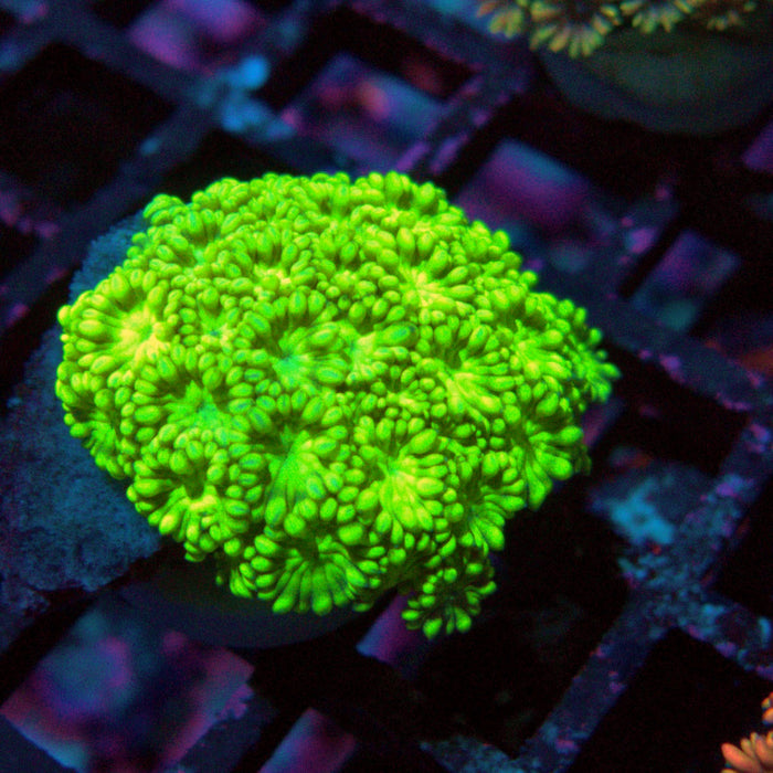Goniopora Ultra Frag