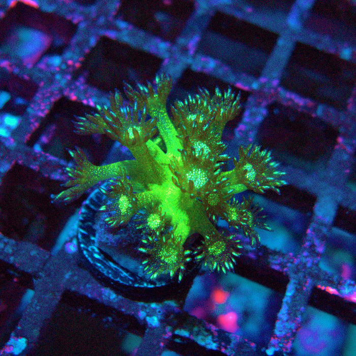Goniopora Glitter Frag