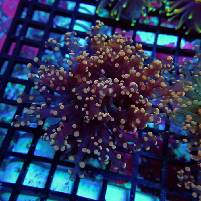 Pink Contrast Octospawn Euphyllia