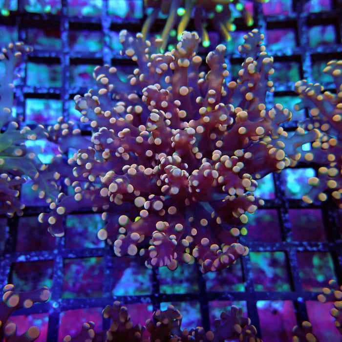 Pink Contrast Octospawn Euphyllia