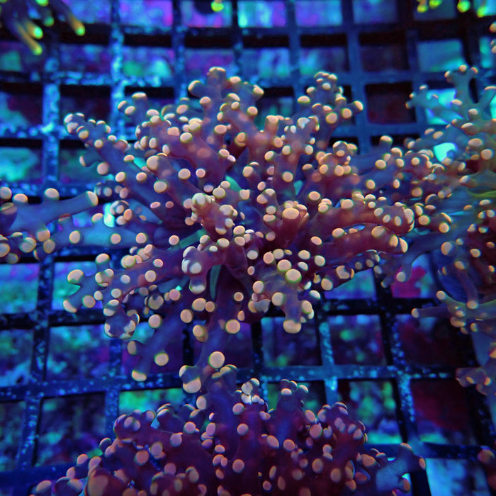 Pink Contrast Octospawn Euphyllia