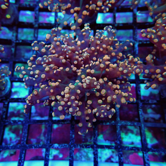 Pink Contrast Octospawn Euphyllia