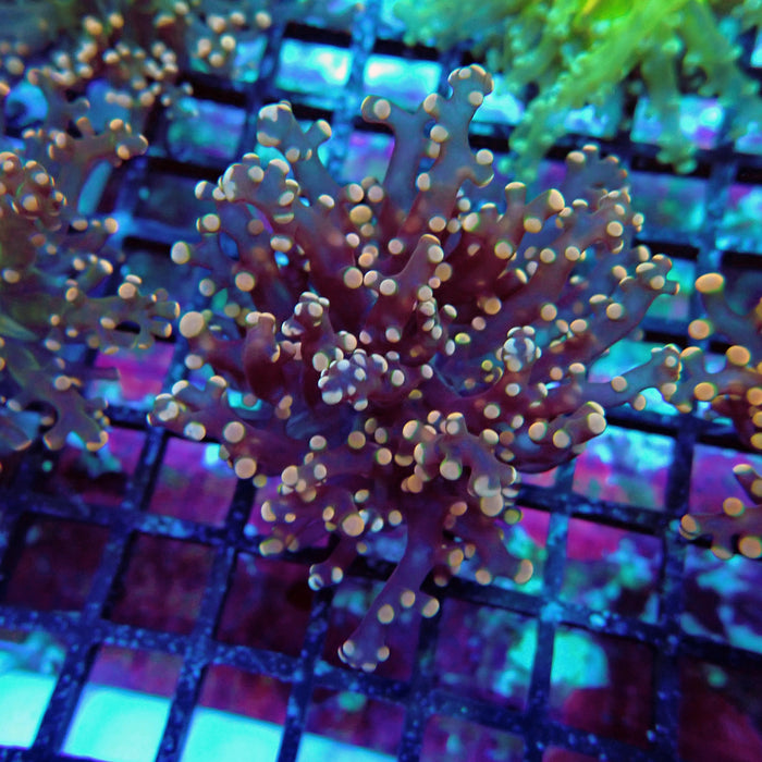 Pink Contrast Octospawn Euphyllia