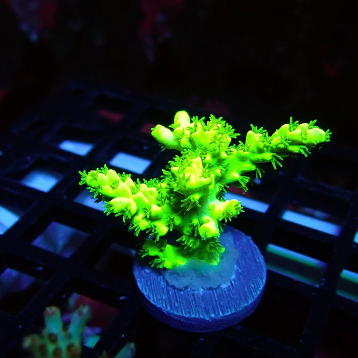 Speciosa Neon Green Acro