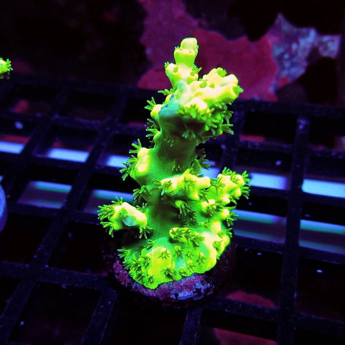 Speciosa Neon Green Acro