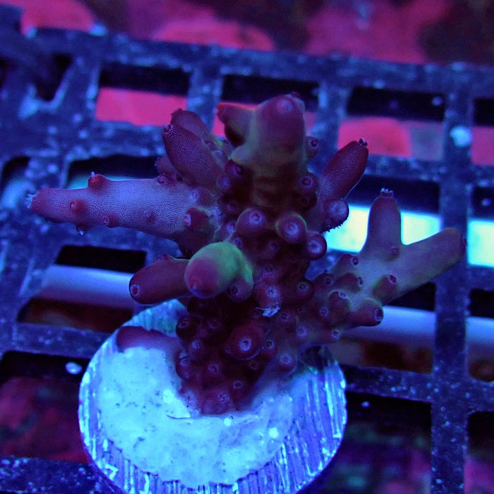 Purple Strange Acro