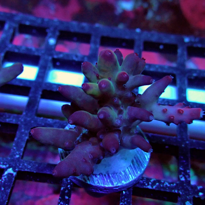 Purple Strange Acro