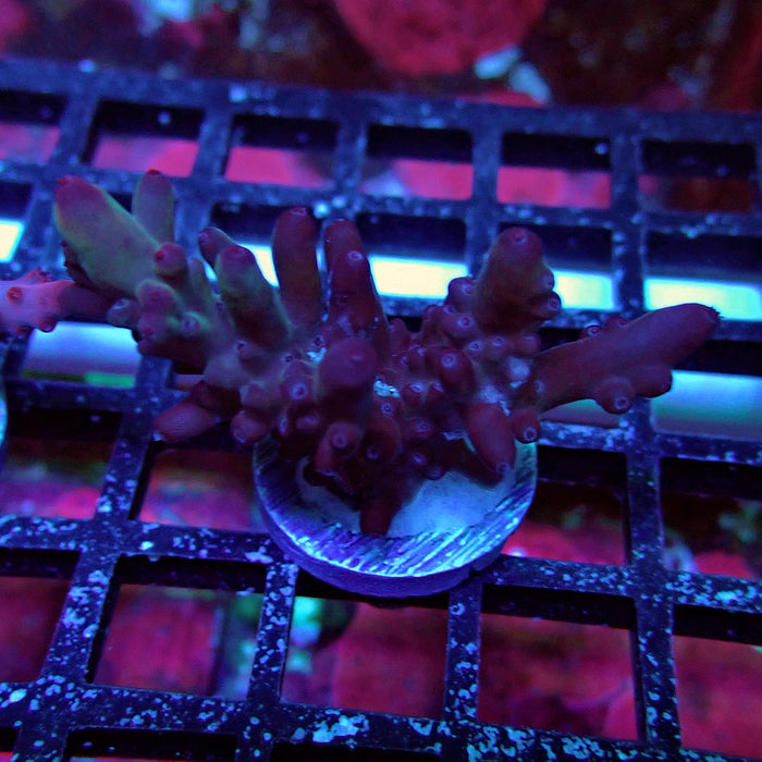Purple Strange Acro