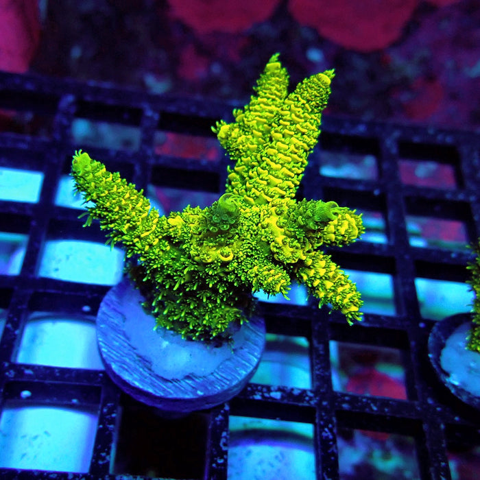 Sunset Millepora Acro