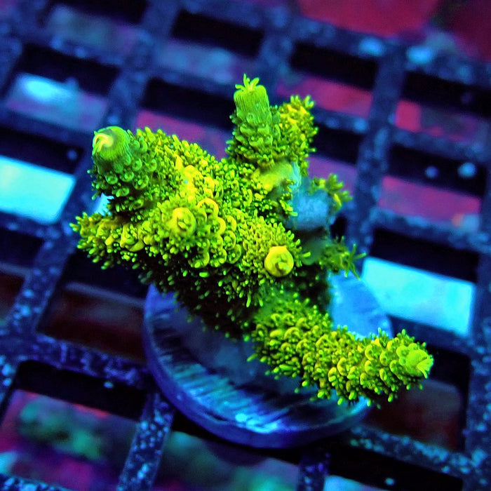 Sunset Millepora Acro