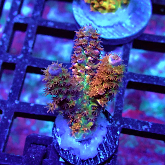 REx Rainbow Fireworks Tenuis Acro