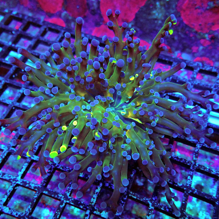 Blueberry Contrast Frogspawn Euphyllia
