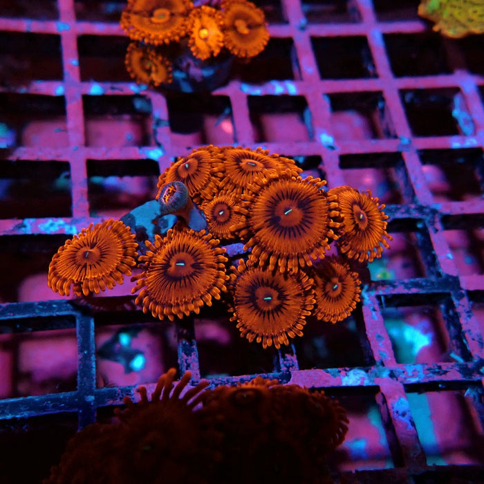 Ultra Zoas Frag