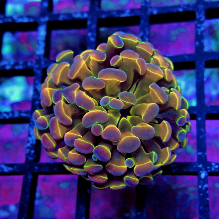 Rainbow Dragon Branching Hammer