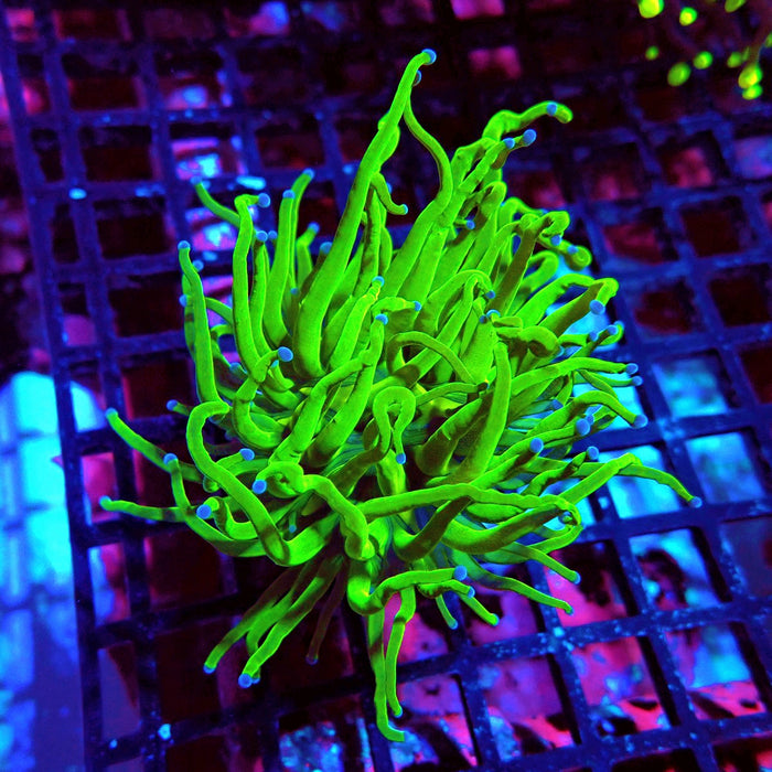 Ultra Green Torch