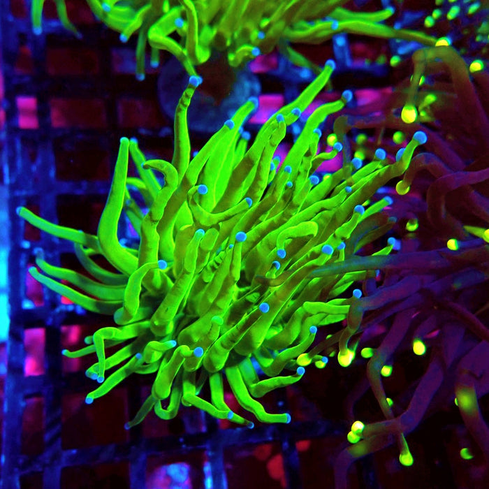 Ultra Green Torch