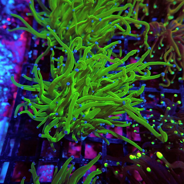 Ultra Green Torch